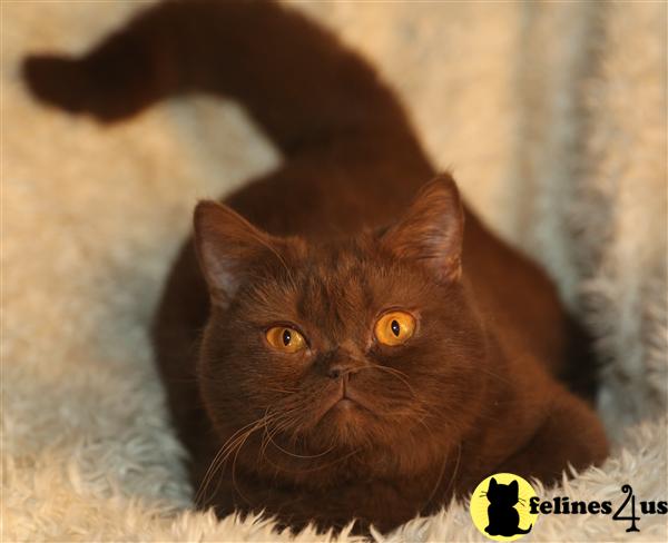 BritishRoyalCats.com Picture 1